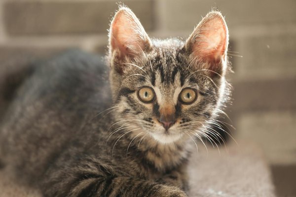 Les accessoires indispensables pour le bonheur de votre animal