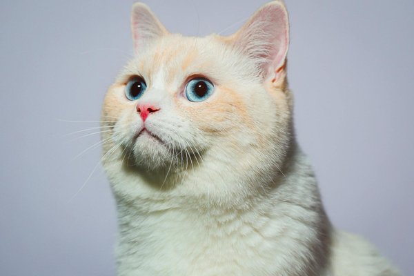 Explore les incontournables du club des chats : astuces et activités