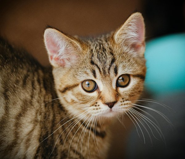 Explorer la faune sauvage depuis son salon : meilleurs documentaires animaliers