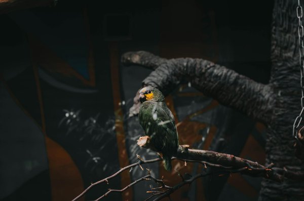 Le dressage à domicile : un guide étape par étape