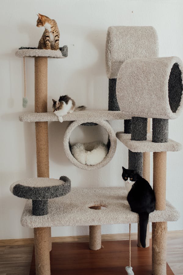 L'arbre à chat pour appartement : confort et amusement garantis