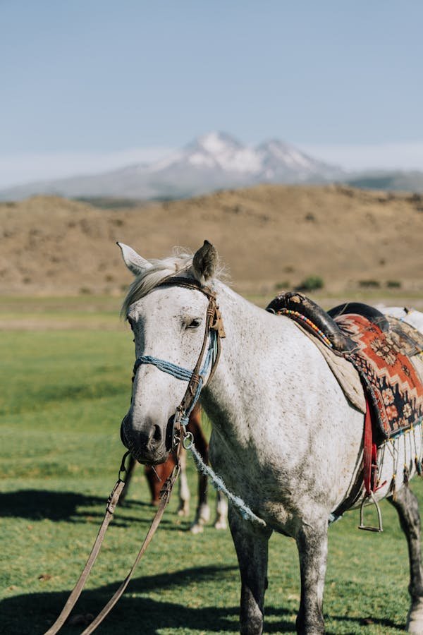 Sellerie en ligne : large choix, promos et conseils